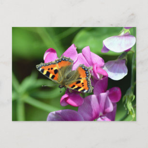 Small Tortoiseshell Butterfly & Sweet Peas Postcard