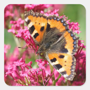 Small tortoiseshell on valerian butterfly square sticker