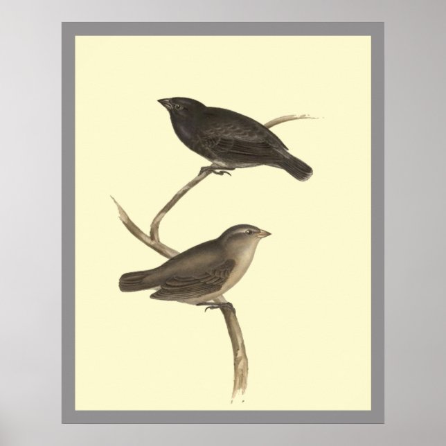 Small Tree Finch Poster (Front)