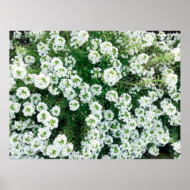 Small white flowers in the grass in the daytime in poster (Front)