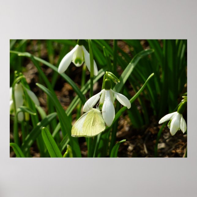 Small White on Snowdrop Poster (Front)