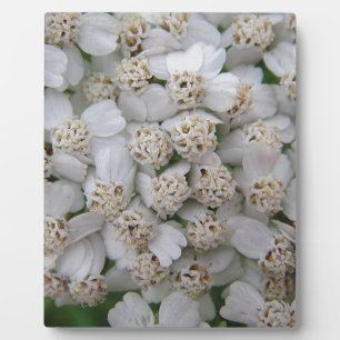 Small white wild flowers plaque