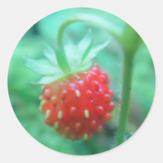 Small wild strawberry classic round sticker
