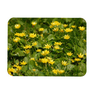 Small-yellow-flowers-in-grass1957 NATURE FLOWERS Y Magnet