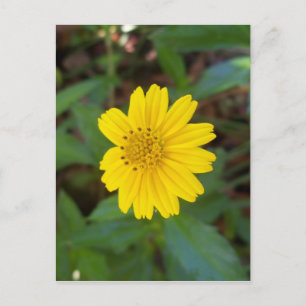 small yellow trailing daisy on a postcard