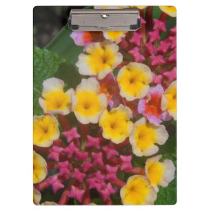 Small Yellow Tropical Flowers With Pink Buds Clipboard