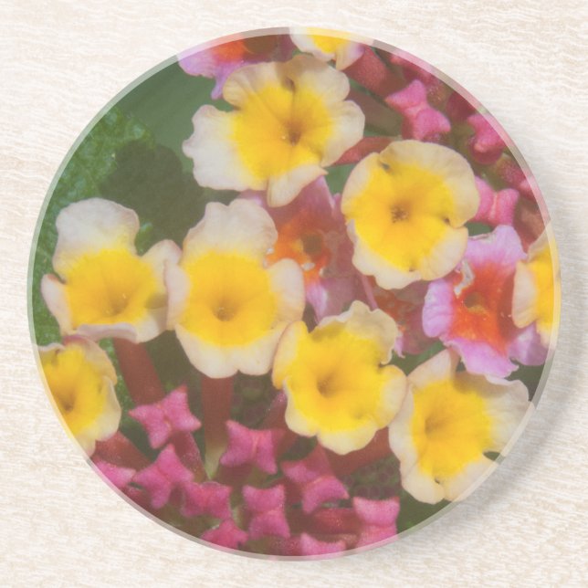 Small Yellow Tropical Flowers With Pink Buds Coaster (Front)