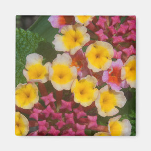 Small Yellow Tropical Flowers With Pink Buds Magnet