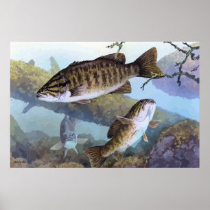 Smallmouth bass painting poster