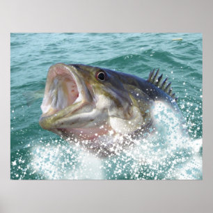 Smallmouth bass poster