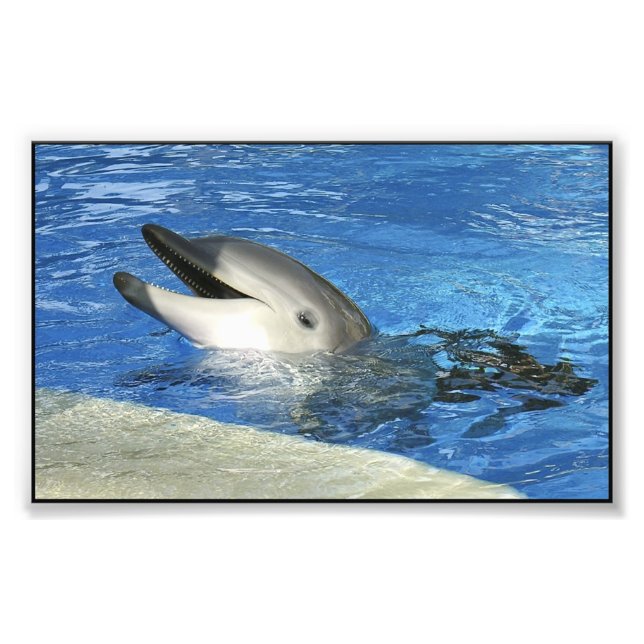 Smart Dolphin Photo Print (Front)