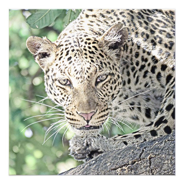 smartmix animal-leopard 2 photo print (Front)
