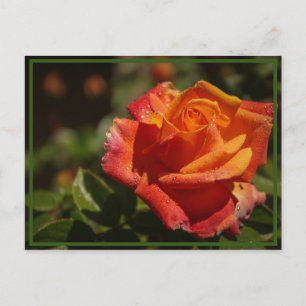 smell the roses postcard