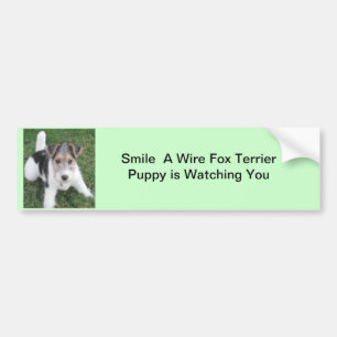 Smile A Wire Fox Puppy is Watching You Bumper Sticker
