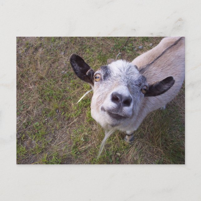 Smile For The Camera Postcard (Front)