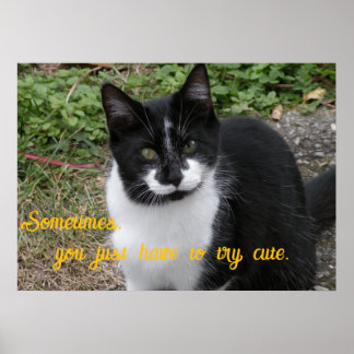 Smiler says- Sometimes, you just have to try cute. Poster
