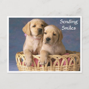 Smiles Hello Labrador Retriever Puppy Post Card