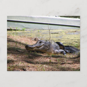 Smiling Aligator - Postcard