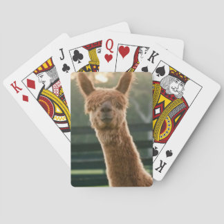 Smiling alpaca playing cards
