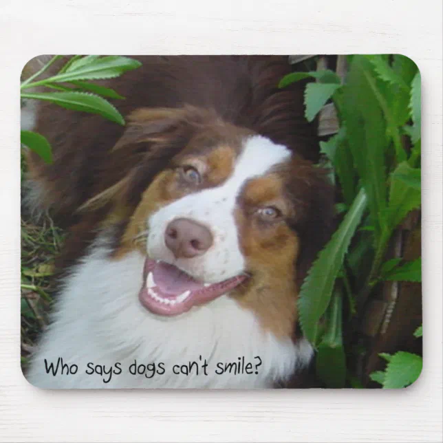 Smiling best sale australian shepherd