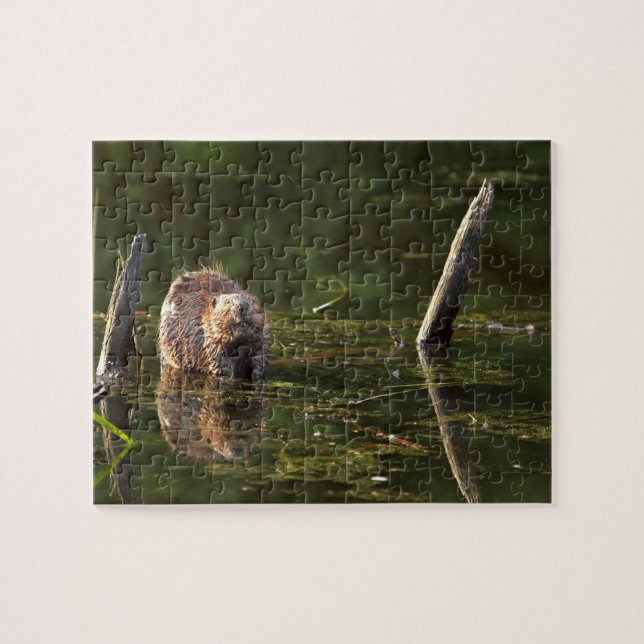 Smiling Beaver Jigsaw Puzzle (Horizontal)