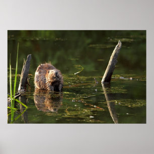 Smiling Beaver Poster
