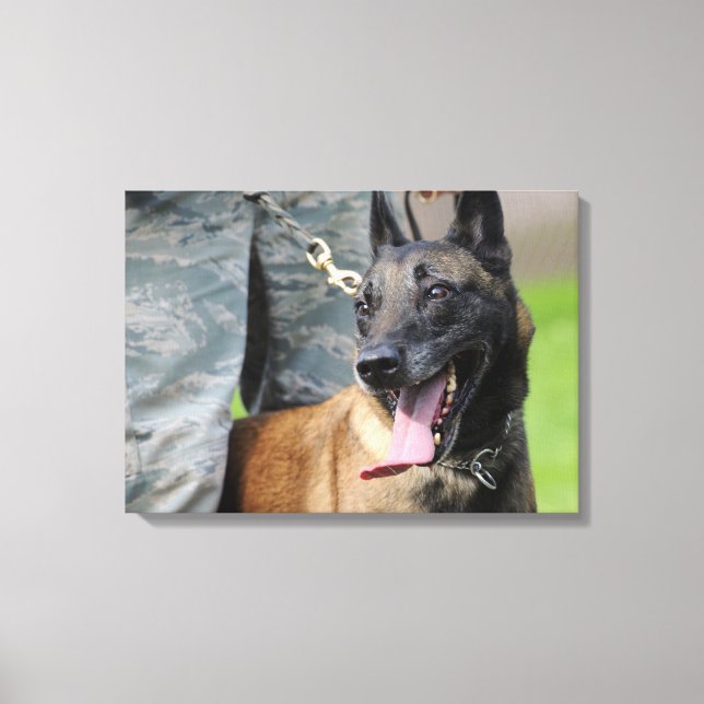 Smiling Belgian Malinois Canvas Print (Front)