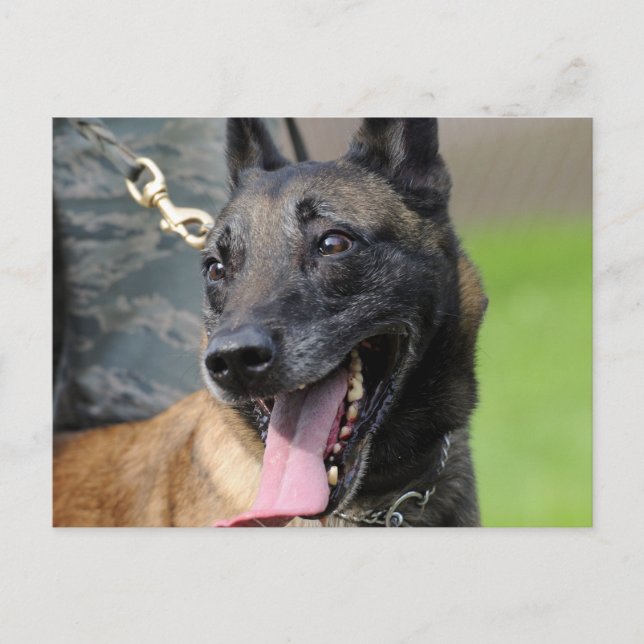 Smiling Belgian Malinois Dog Postcard (Front)