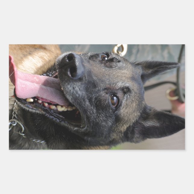 Smiling Belgian Malinois Dog Rectangular Sticker (Front)