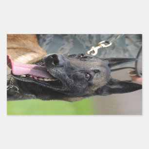 Smiling Belgian Malinois Dog Rectangular Sticker