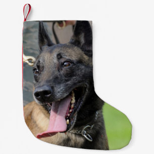 Smiling Belgian Malinois Dog Small Christmas Stocking