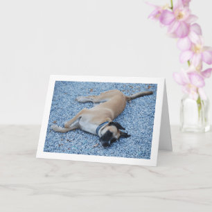 Smiling Black Mouth Cur Canine on Gravel Card