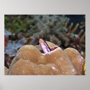Smiling Blenny Poster
