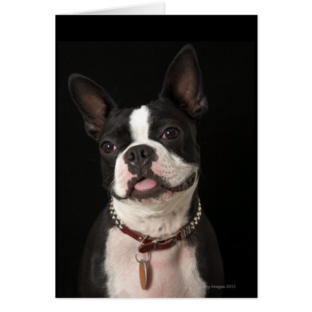 Smiling Boston Terrier (Front)