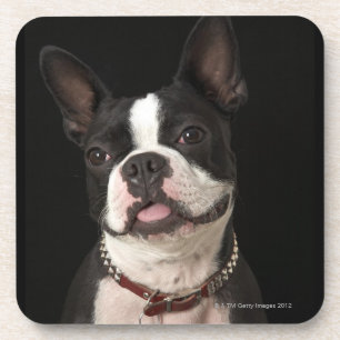 Smiling Boston terrier with collar Coaster