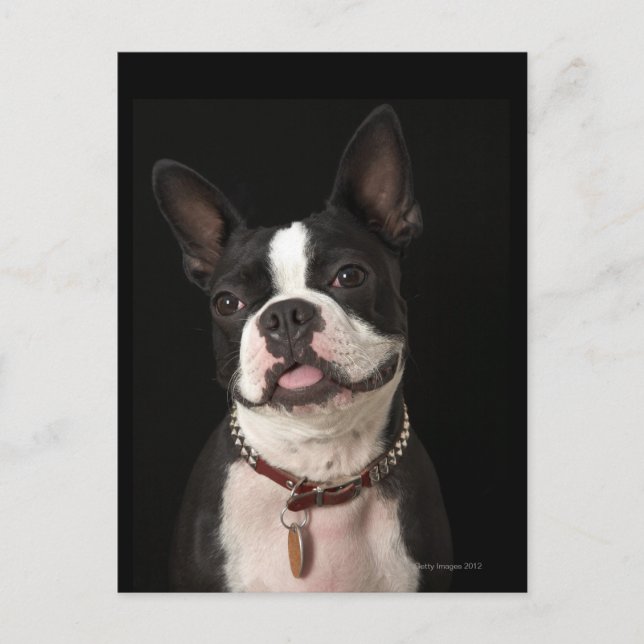 Smiling Boston terrier with collar Postcard (Front)