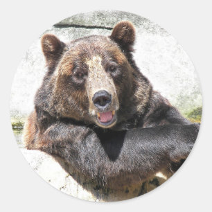 Smiling Brown Bear Classic Round Sticker