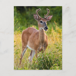 Smiling Buck Postcard