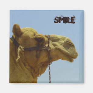 Smiling camel in profile - camel in the desert magnet