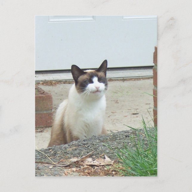 Smiling Cat Postcard (Front)