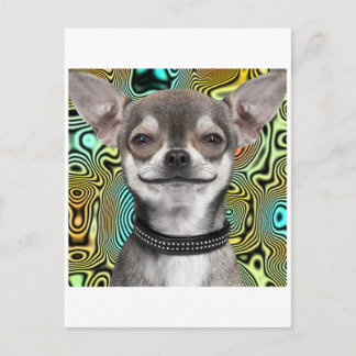 Smiling Chihuahua Dog Postcard