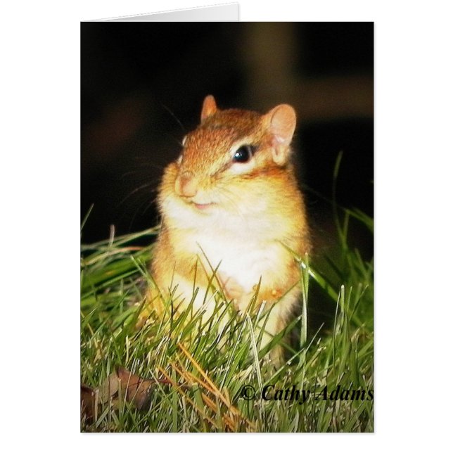 Smiling Chipmonk (Front)