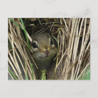 Smiling Chipmunk Postcard