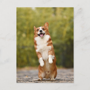 Smiling Corgi Photo Postcard