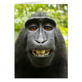 Smiling Crested Celebes Macaque