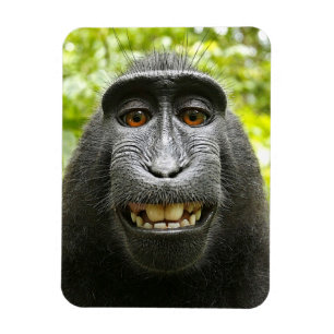 Smiling Crested Celebes Macaque Monkey Magnet