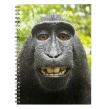 Smiling Crested Celebes Macaque