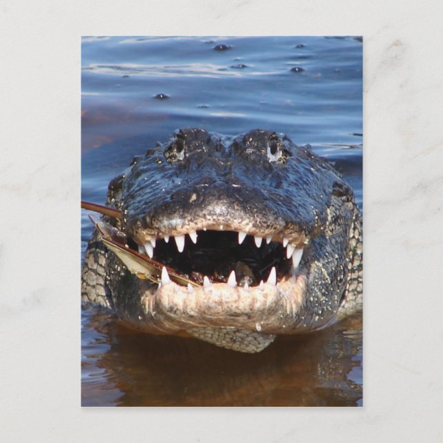 Smiling Crocodile Postcard (Front)