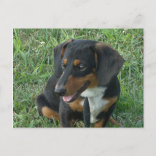 Smiling Dachshund Postcard