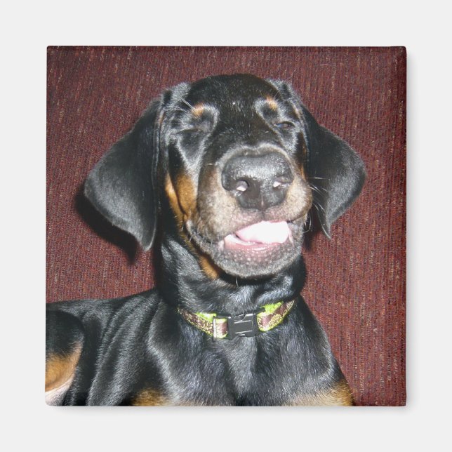 Smiling Doberman Pinscher Puppy Magnet (Front)